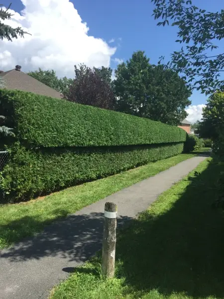 Hedge King recent work 6