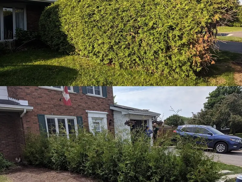 ottawa hedge replacement jpeg