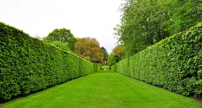 Ottawa Cedar Hedge Removal jpg