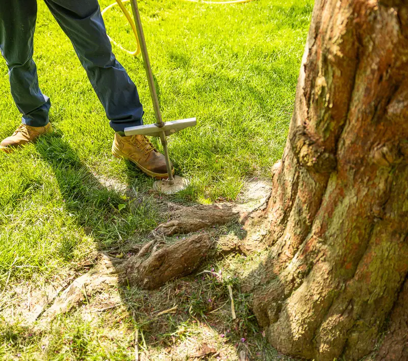 tree jpg