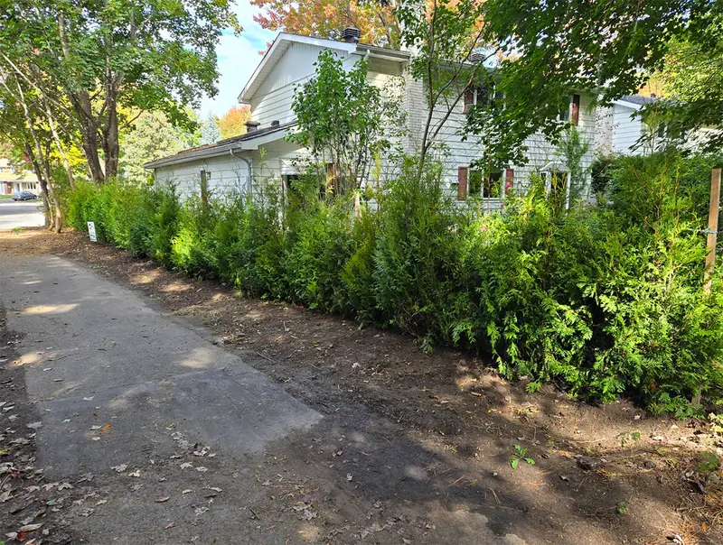 hedge planting in Ottawa
