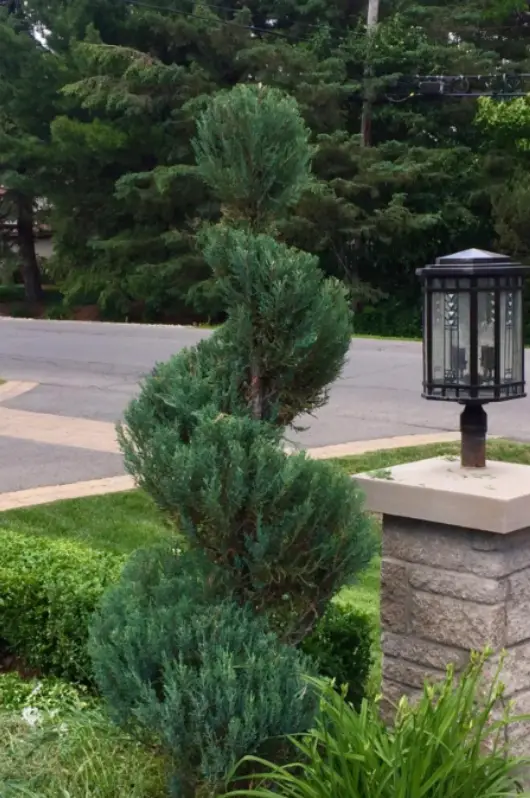 shrub trimming in Ottawa